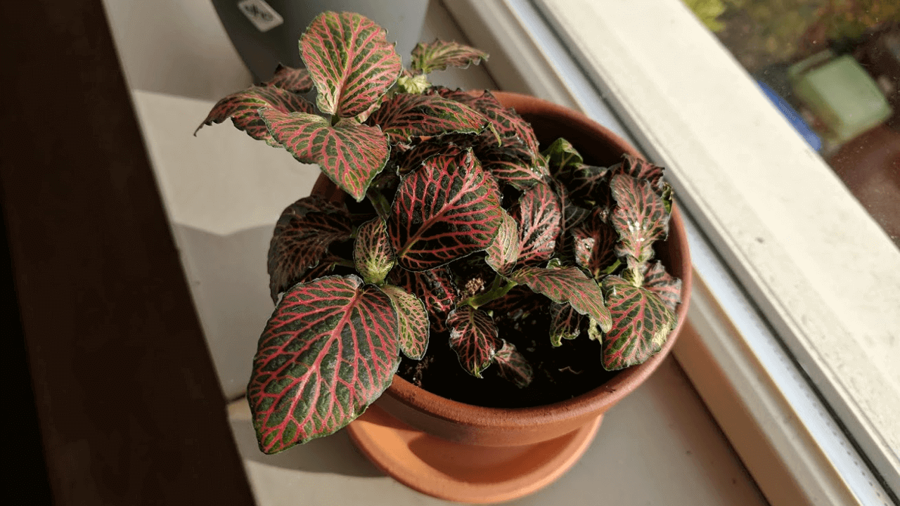 Plants in my living space