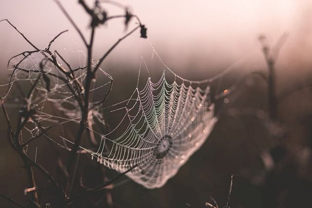 "Spider web with drips of water"